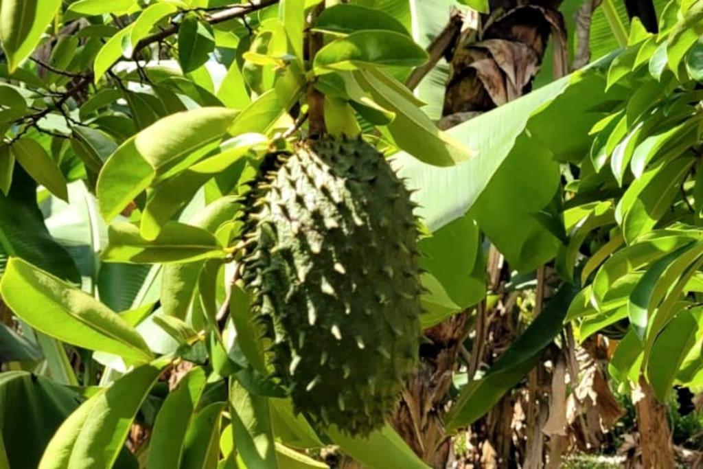 Ti coin jardin Apartment La Paix Bagian luar foto